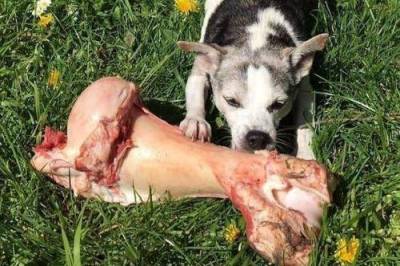 Hund nagt an einem Knochen