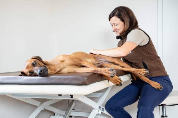 Tierphysiotherapeutin Kathrin Berghoff behandelt einen große alten Hund