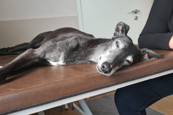 Alter Hund mit grauer Schnauze liegt - bereit zur Physiotherapie  