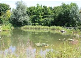 Teich im Umweltgarten Neubiberg 