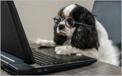 Hund mit Brille arbeitet am PC