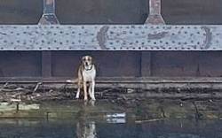 Hund Zico am Stauwehr Oberföhring