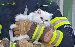 Feuerwehr rettet Katze von einem Baum 