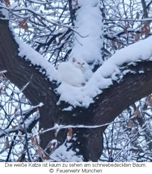 Weiße Katze in einer Gabelung auf einem schneebedeckten Baum 
