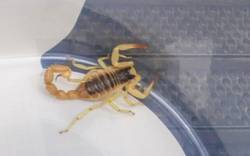 Skorpion aus Kalifornien