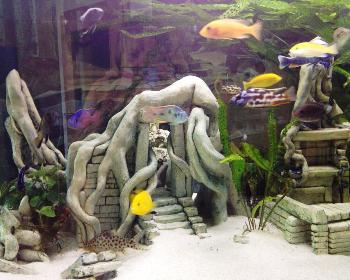 Im Aquarium