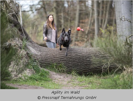 Agility im Wald  
