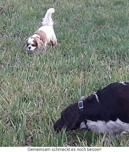 Zwei Hunde fressen Gras auf einer Wiese