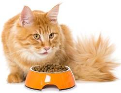 Katze vor Napf mit Trockenfutter