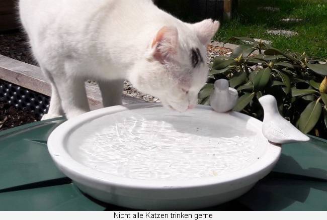 Katze trinkt aus einer Vogeltränke