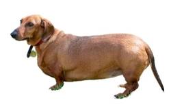 Dicker Dackel: Übergewicht beim Hund
