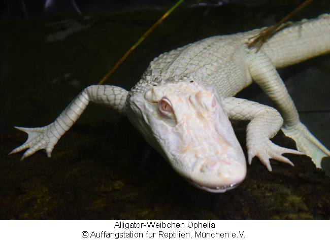 Das weiße Alligator-Weibchen Ophelia  