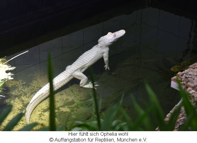 Alligator Ophelia im Wasser