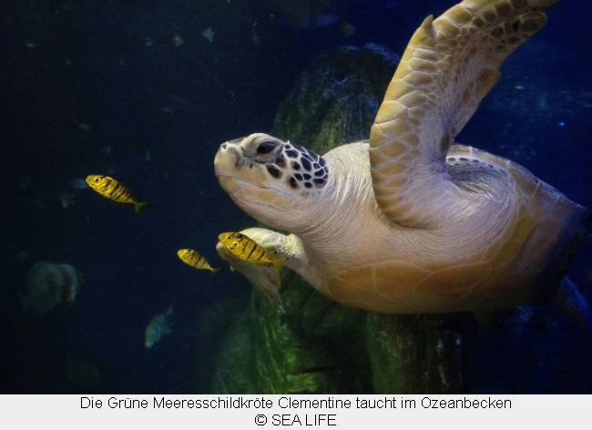 Die Grüne Meeresschildkröte Clementine taucht im Ozeanbecken