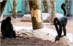 Haus der kleinen Affen im Tierpark Hellabrunn