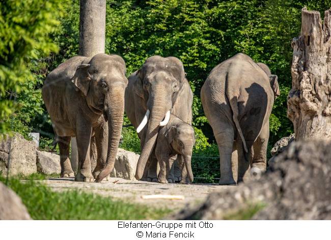 Elefantengruppe im Tierpark Hellabrunn