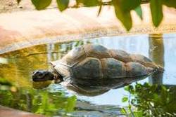 Schildkröte im Wasserbecken