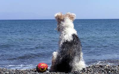 Hund sitzt am Meeresstrand