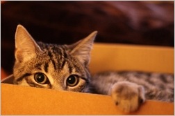 Katze versteckt sich in einer Schachtel