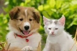 Hund und Katze zusammen