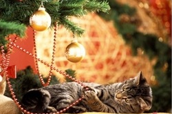 Katze unterm Weihnachtsbaum