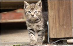 Bündnis „Pro Katze“: Förderpreis für Katzenschutzprojekte  