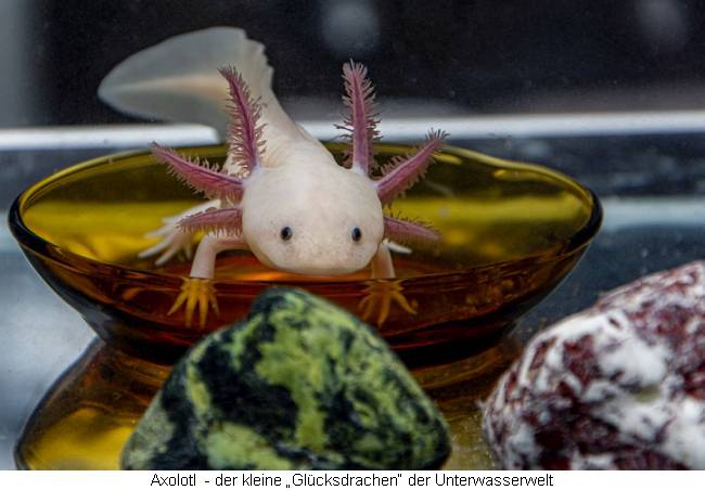 Axolotl - der kleine „Glücksdrachen“ der Unterwasserwelt