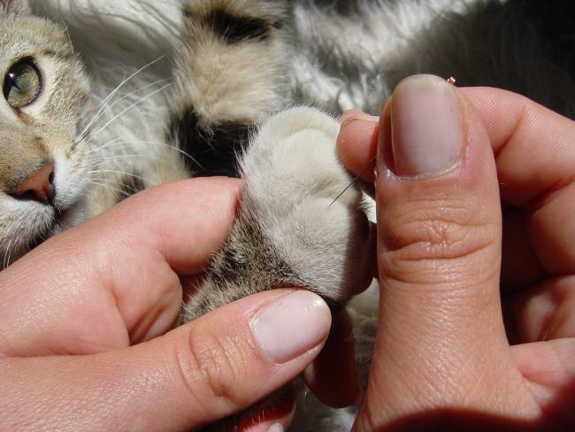 Akupunktur an Katzenpfote
